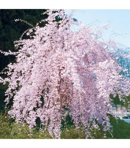 Amazon.co.jp: 桜 苗木 菊しだれ桜 12cmロングポット苗 菊枝垂れ桜